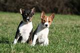 BASENJI 093